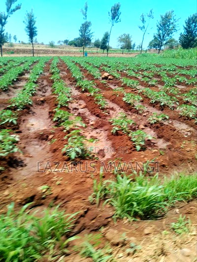 2 Acres of Land at Embu Kangeta Area 20km From Mwea - Image 19