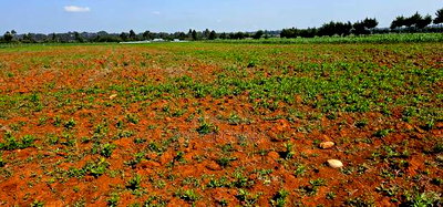 1/4 Plots for Sale in Chemaluk Marura in Eldoret - Image 2