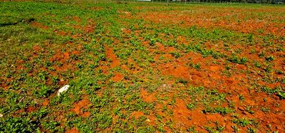 1/4 Plots for Sale in Chemaluk Marura in Eldoret - Image 1