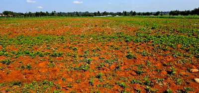 1/4 Plots for Sale in Chemaluk Marura in Eldoret - Image 3