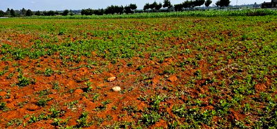 1/4 Plots for Sale in Chemaluk Marura in Eldoret - Image 5