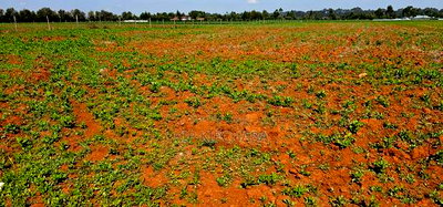 1/4 Plots for Sale in Chemaluk Marura in Eldoret - Image 4