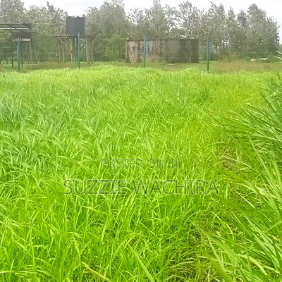 Kenol Katipanga Plots for Sale - Image 3