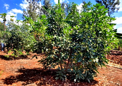 1.75-Acre Avocado Farm with Borehole - Makuyu