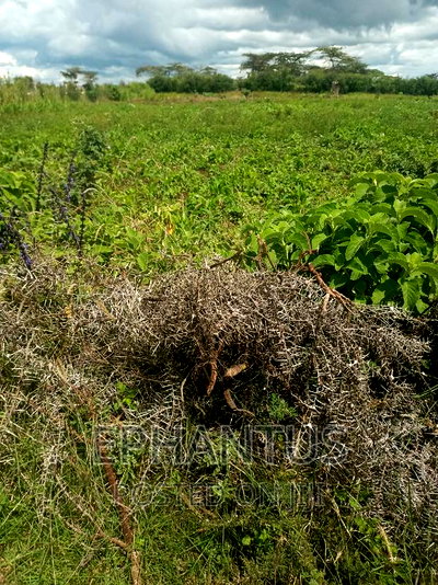 Distress Sale 1/4 Plot in Joska - Image 3