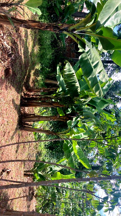 Direct Transfer - Image 2