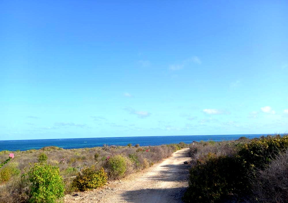 Pet Friendly 50x100 Plot at KSh 1.8M