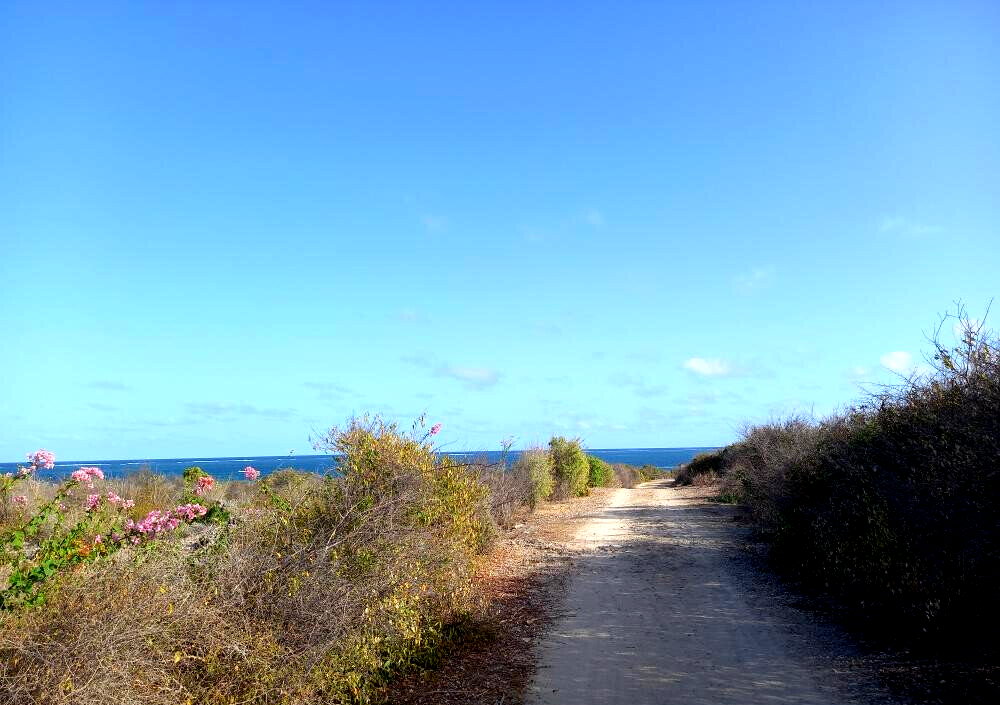 Pet Friendly 50x100 Plot at KSh 1.8M