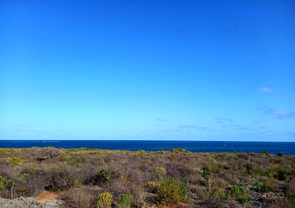 Pet Friendly 50x100 Plot at KSh 1.8M
