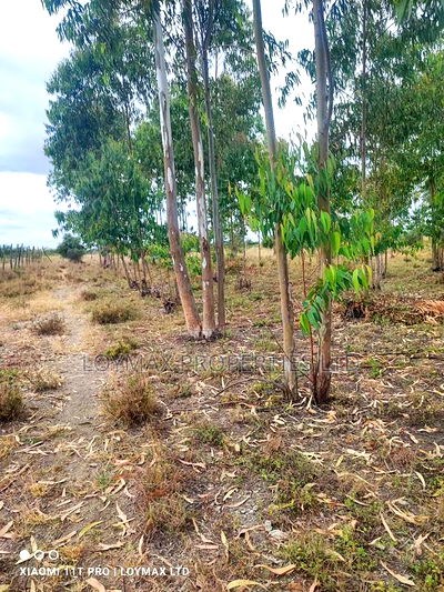 15 Acres Kisaju With Mature Blue Gum Trees. - Image 5