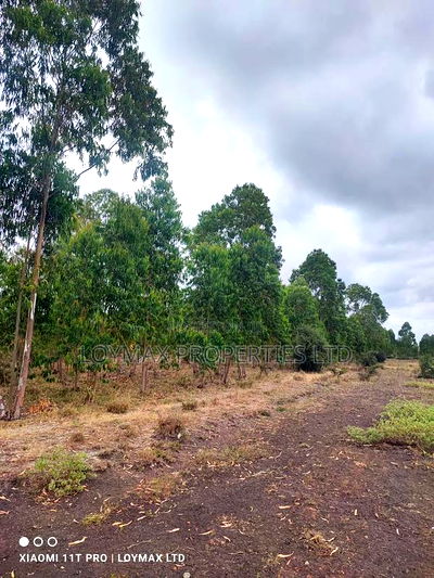 15 Acres Kisaju With Mature Blue Gum Trees. - Image 8