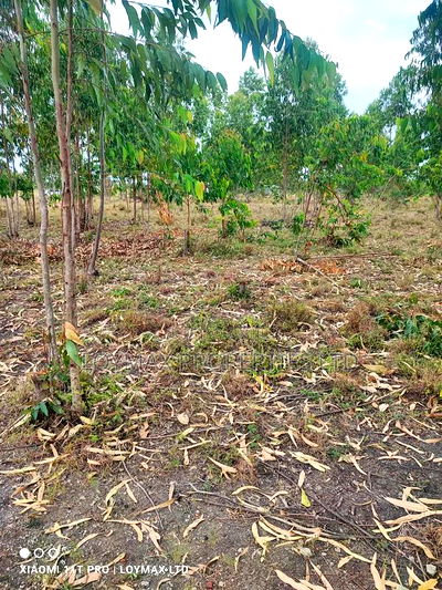 15 Acres Kisaju With Mature Blue Gum Trees. - Image 4