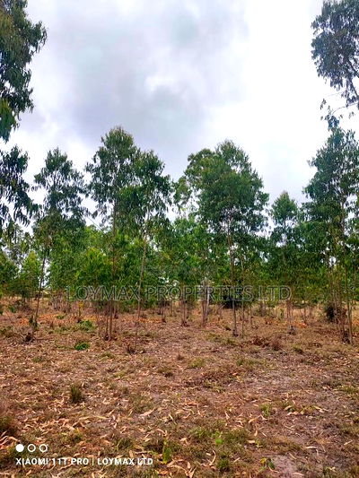 15 Acres Kisaju With Mature Blue Gum Trees. - Image 6