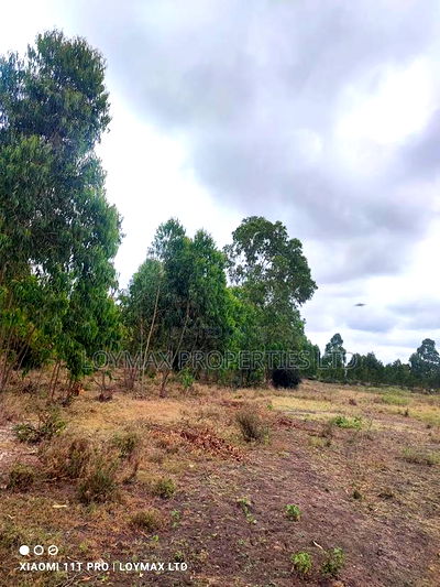 15 Acres Kisaju With Mature Blue Gum Trees. - Image 12