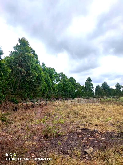 15 Acres Kisaju With Mature Blue Gum Trees. - Image 1