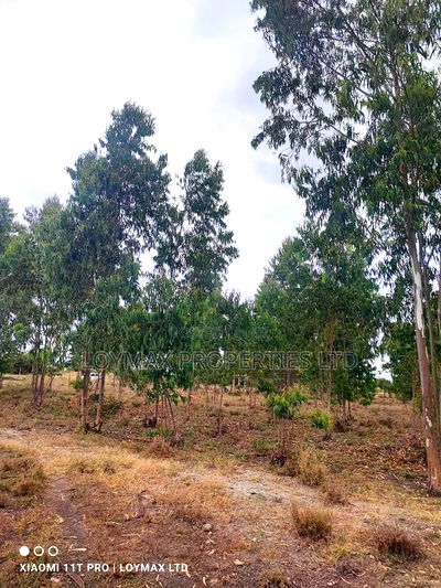 15 Acres Kisaju With Mature Blue Gum Trees. - Image 10