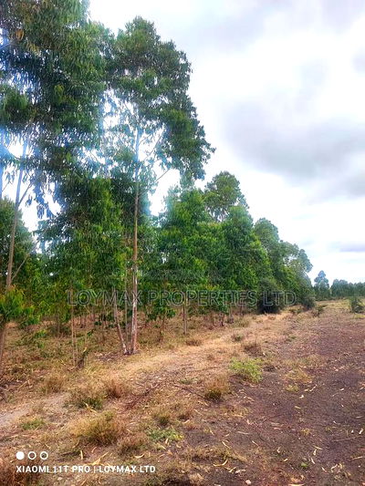 15 Acres Kisaju With Mature Blue Gum Trees. - Image 2