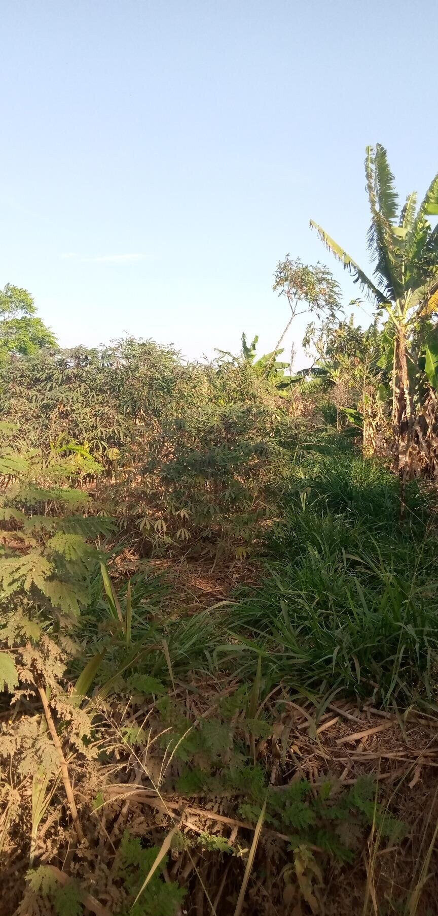 1/2 Acre Garden Plot with Parking