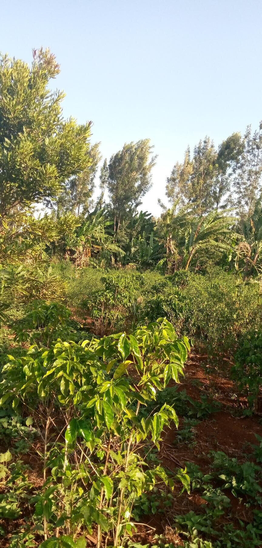 1/2 Acre Garden Plot with Parking
