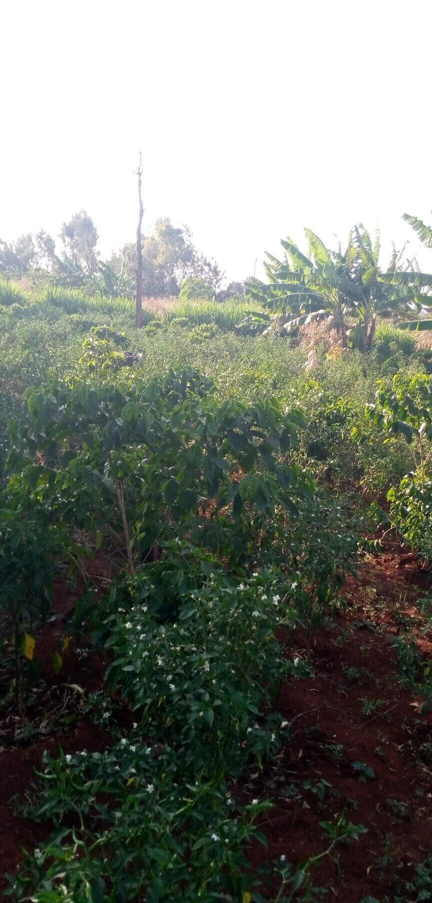 1/2 Acre Garden Plot with Parking