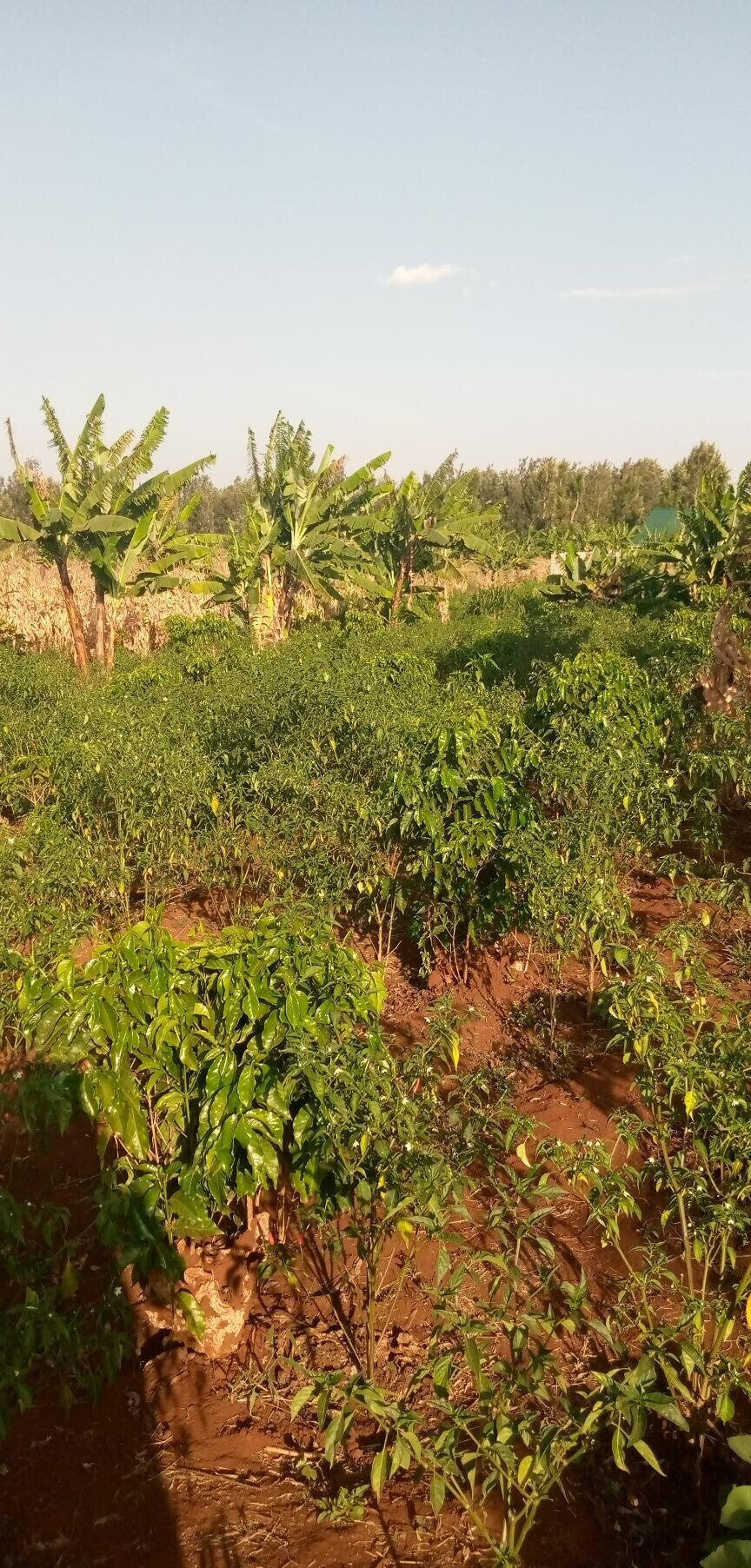 1/2 Acre Garden Plot with Parking