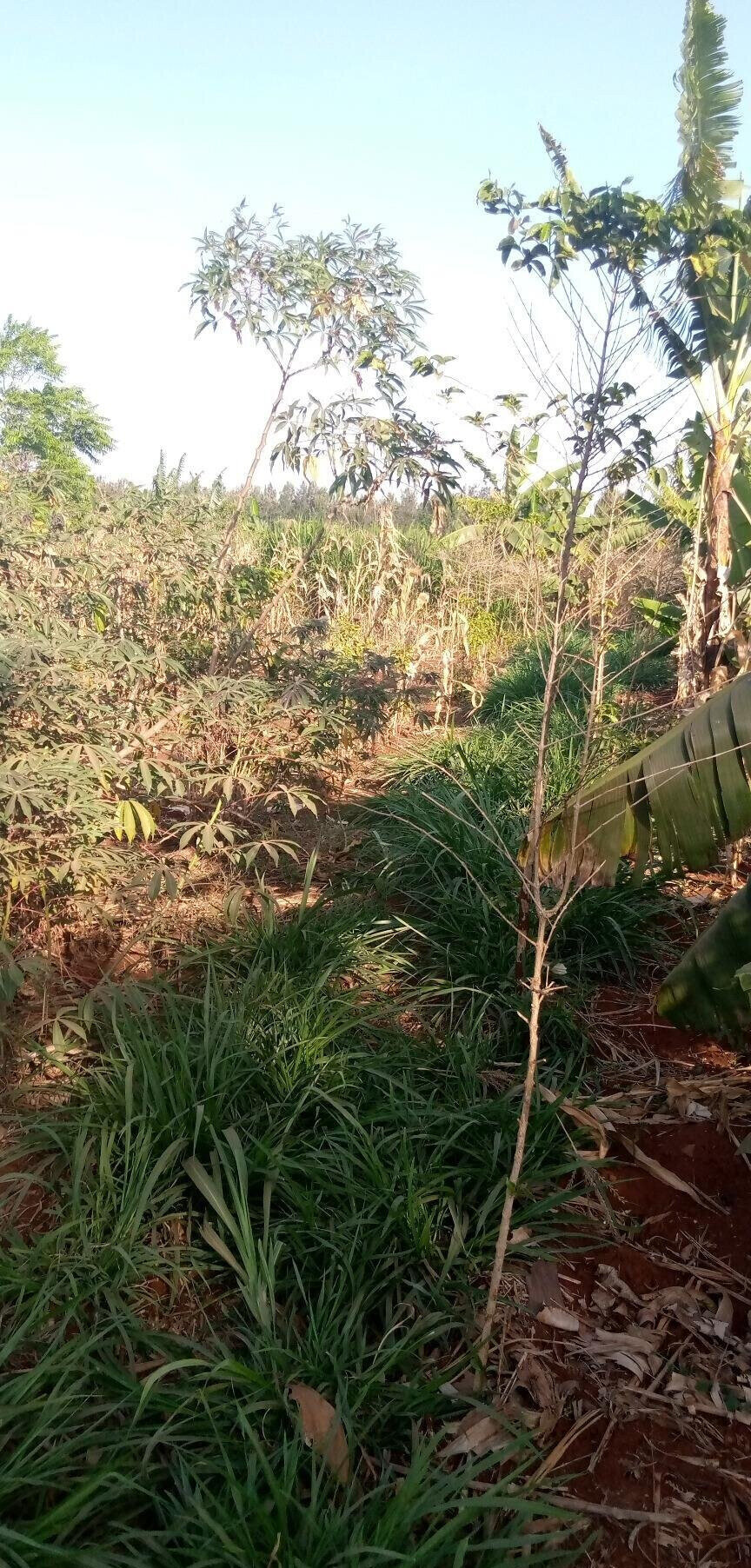 1/2 Acre Garden Plot with Parking