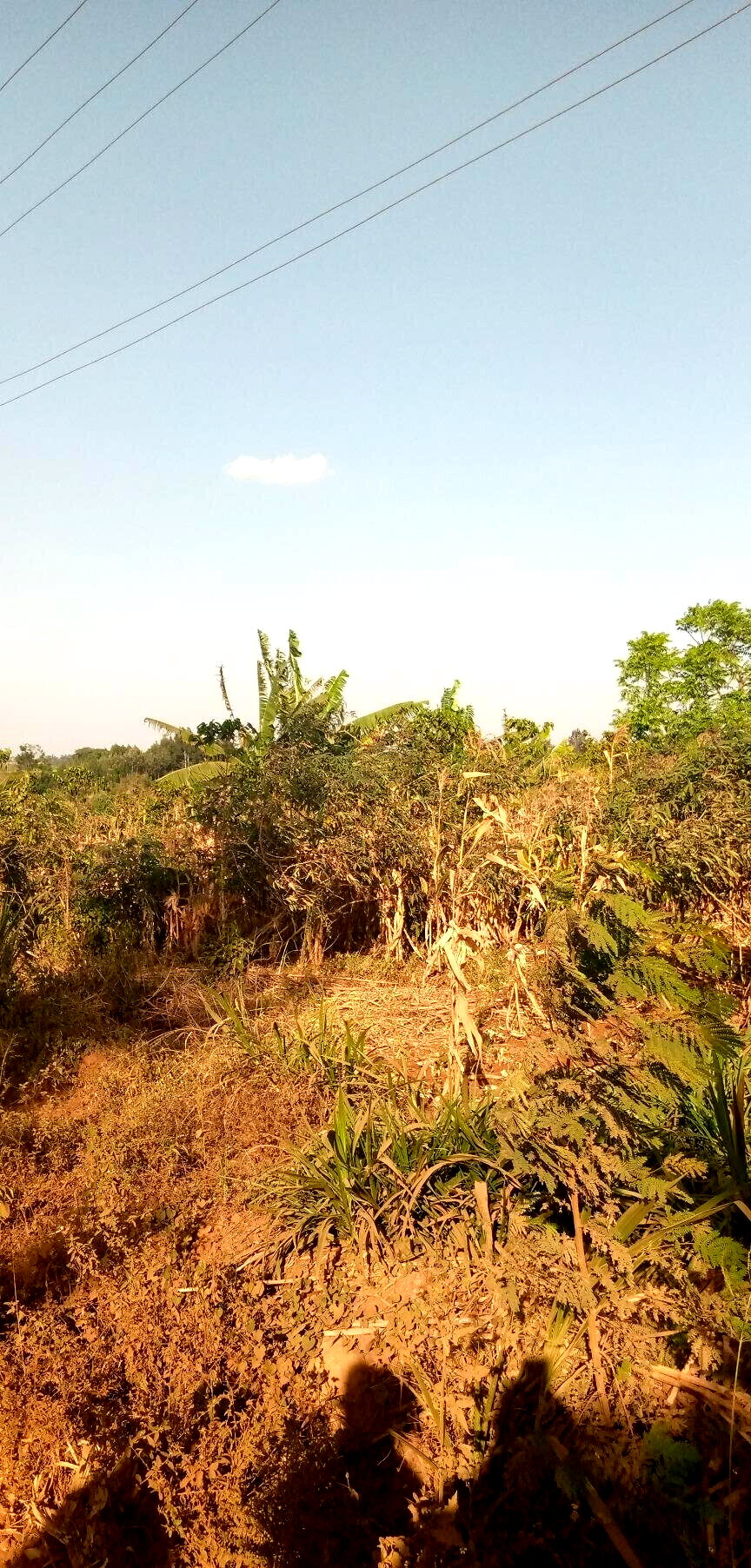 1/2 Acre Garden Plot with Parking