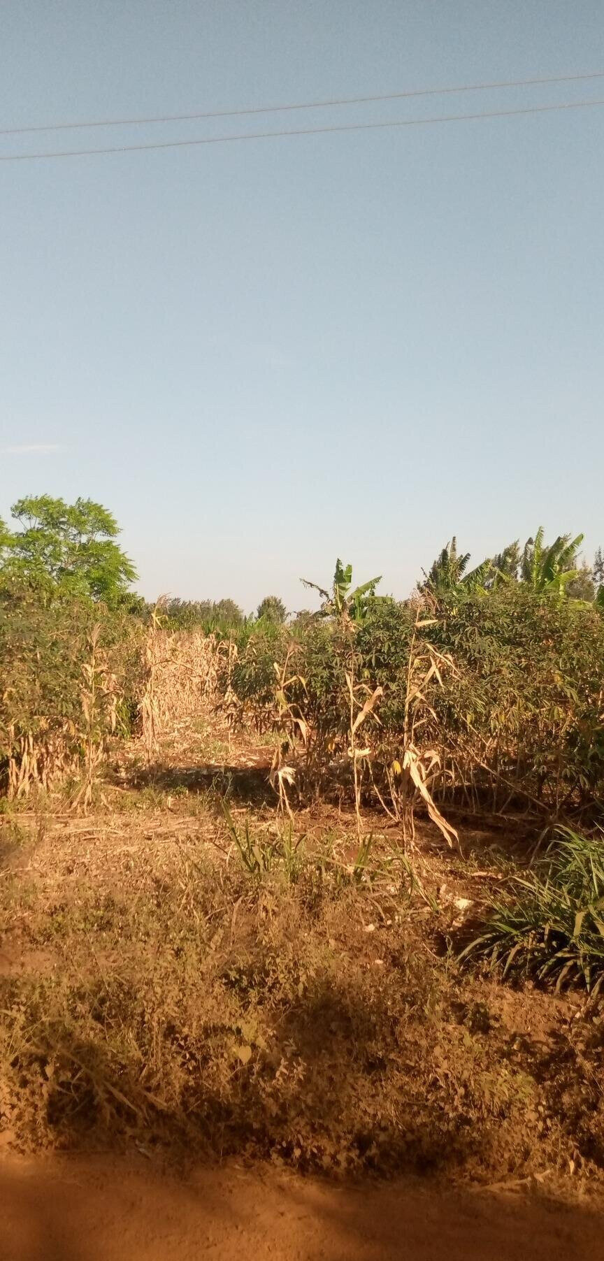 1/2 Acre Garden Plot with Parking