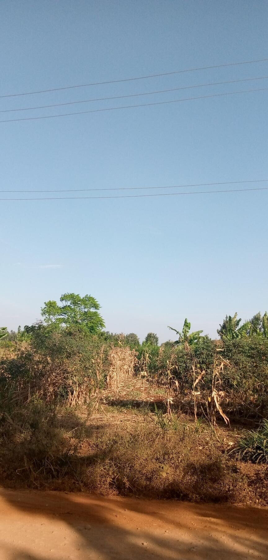 1/2 Acre Garden Plot with Parking