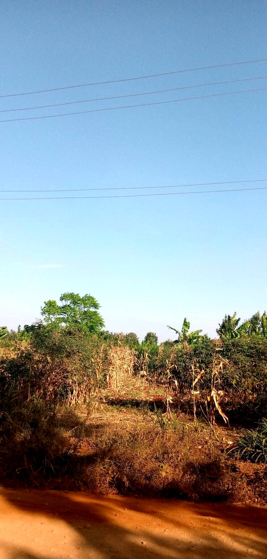 1/2 Acre Garden Plot with Parking
