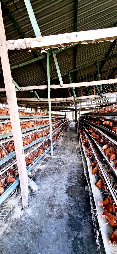 For Sale 3 Acres Poultry Farm Kikambala - Image 7