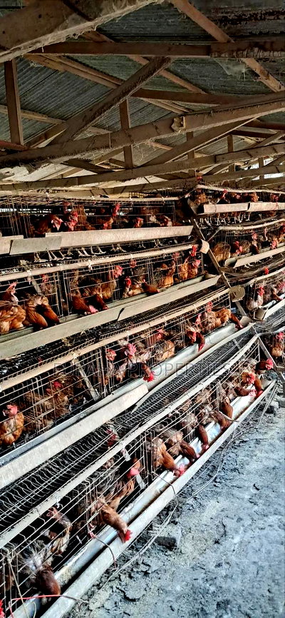 For Sale 3 Acres Poultry Farm Kikambala - Image 5