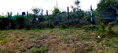 1/8 Acre Plots for Sale in Tuala, Kedienye Area - Image 1