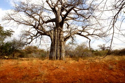 Embu County, Kiambere 6.5 Acres Agricultural Farmland - Image 7