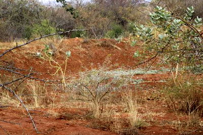 Embu County, Kiambere 6.5 Acres Agricultural Farmland - Image 5