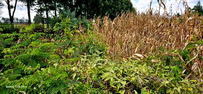 1/8 Plot for Sale in Soy Eldoret Off Navilas - Image 3