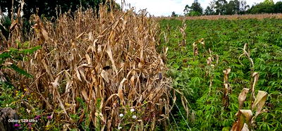 1/8 Plot for Sale in Soy Eldoret Off Navilas - Image 6