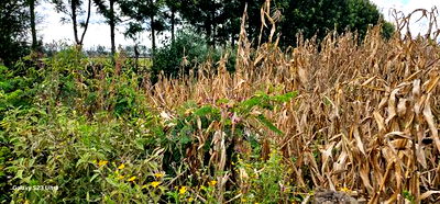 1/8 Plot for Sale in Soy Eldoret Off Navilas - Image 9