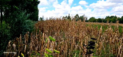 1/8 Plot for Sale in Soy Eldoret Off Navilas - Image 4