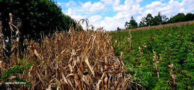 1/8 Plot for Sale in Soy Eldoret Off Navilas - Image 1