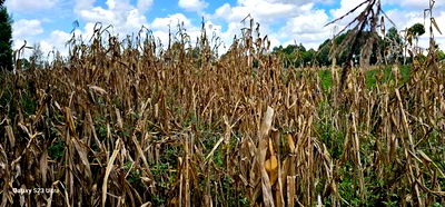 1/8 Plot for Sale in Soy Eldoret Off Navilas - Image 8