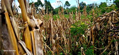 1/8 Plot for Sale in Soy Eldoret Off Navilas - Image 5