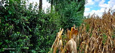 1/8 Plot for Sale in Soy Eldoret Off Navilas - Image 7