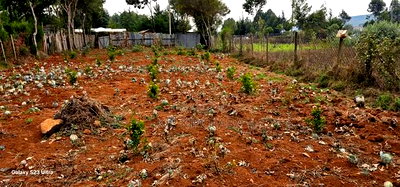 1/4 Plot for Sale in Annex Saroyot in Eldoret - Image 4