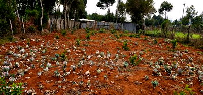 1/4 Plot for Sale in Annex Saroyot in Eldoret - Image 1