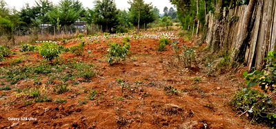 1/4 Plot for Sale in Annex Saroyot in Eldoret - Image 7