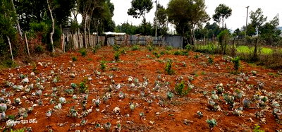 1/4 Plot for Sale in Annex Saroyot in Eldoret - Image 3