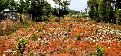 1/4 Plot for Sale in Annex Saroyot in Eldoret - Image 2
