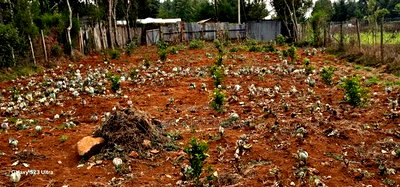 1/4 Plot for Sale in Annex Saroyot in Eldoret - Image 5