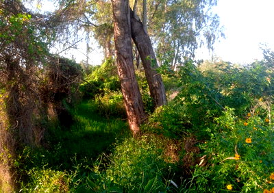 5.3-Acre Garden Property in Ridgeways